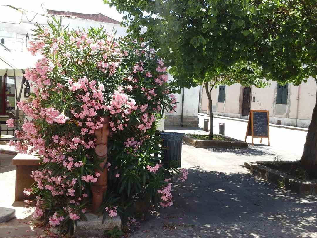 Bed and Breakfast Antica Casa Cristofori Usini Екстер'єр фото